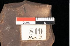 Foto (Detailsansicht) von Quercus palaeoilex Ettingshausen (NHMW-GEO-2024-0188-0819)